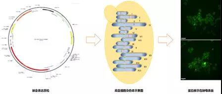918搏天堂(中国区)官方网站